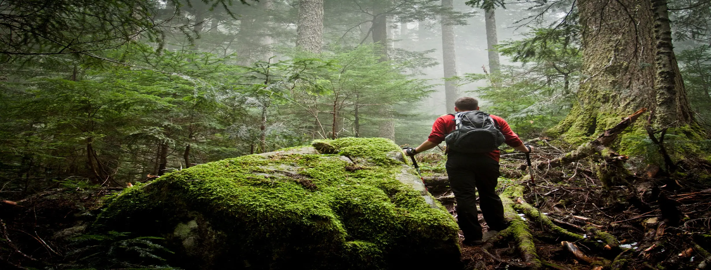 Image for Rainforest Trekking